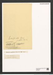 Fragilaria brevistriata Grun. (de-Toni-Nr.: Genus 73, Species 2737) Zeichnungen Sammlung Grunow (NHMW-BOT-W0374082)